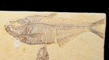 Diplomystus with Knightia Fish Fossils - Wyoming #16489-1